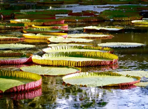 Jardin botanique maurice